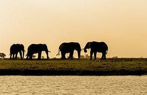 Chobe National Park - Elephant