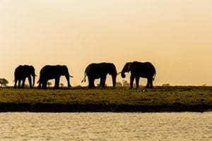 Chobe National Park - Elephant