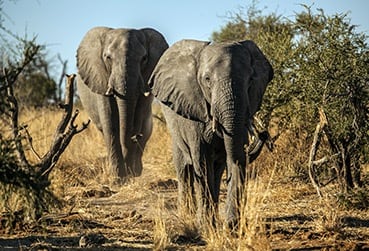 Chobe National Park - Elephant