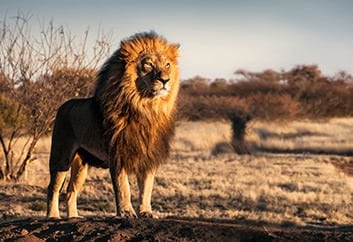 Kalahari - Lion