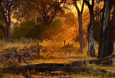 Moremi Game Reserve - Impala