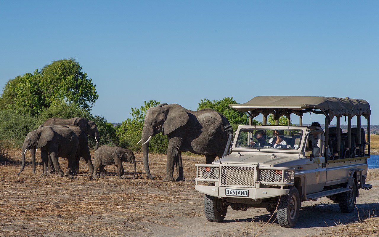 Chobe Game Lodge - Game Drive