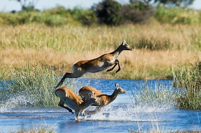Duma Tau - Lechwe jumping