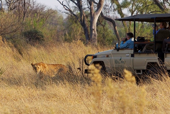 Kanana - Game drive with lion