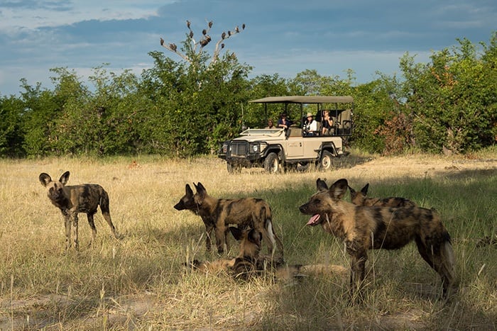 Kings Pool Camp - Wild dog on game drive