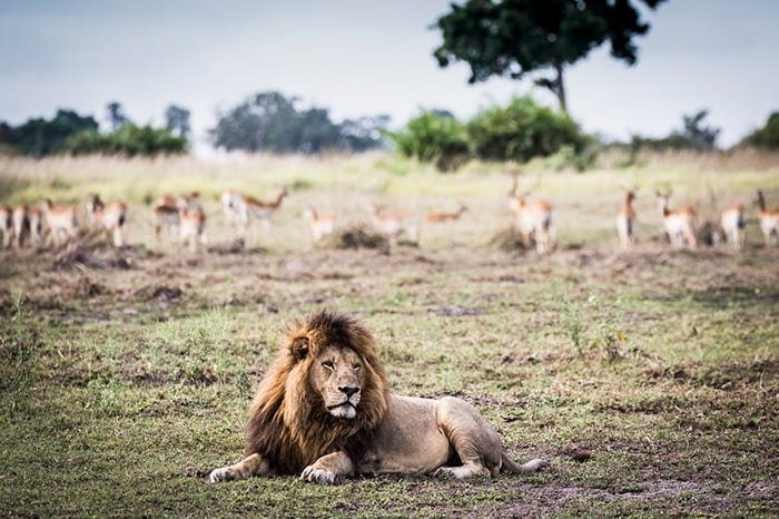 Mombo Camp - Male lion impala in background