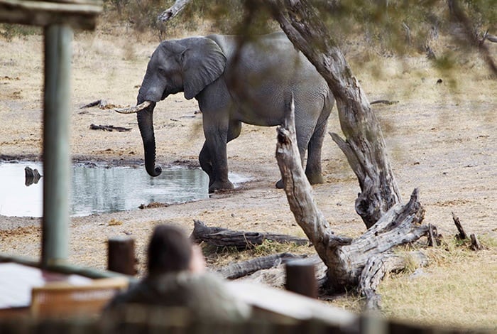 Savute Safari Lodge - An elephant from the deck