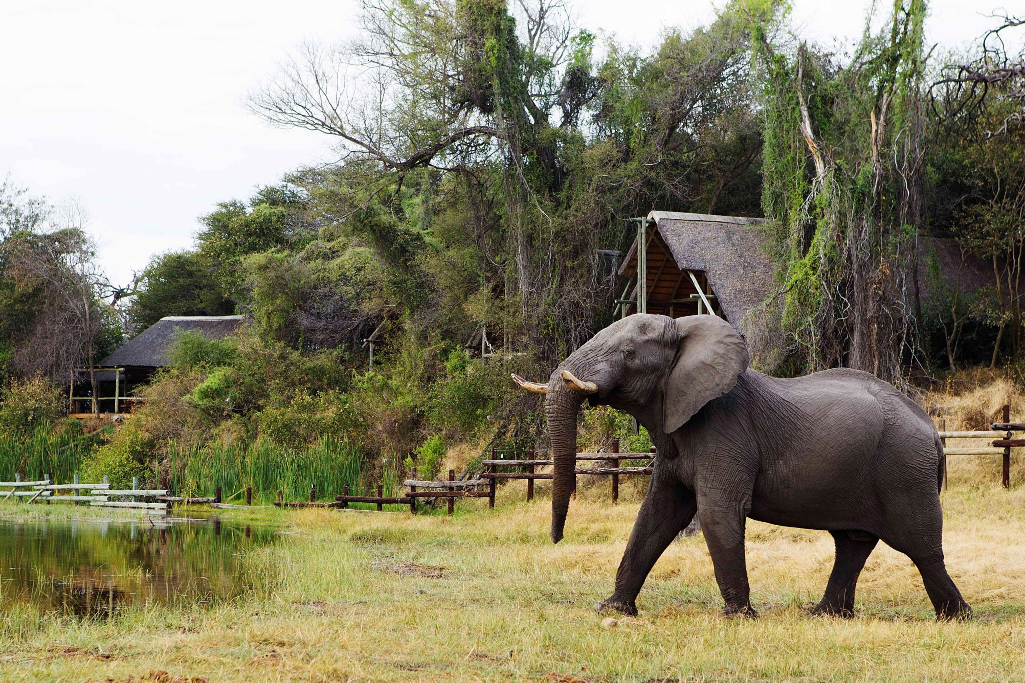 Savute Safari Lodge - Lodge and elephant