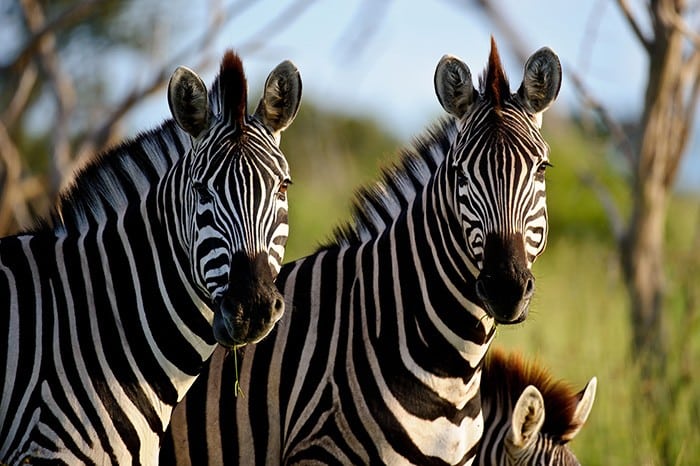 Chitabe Camp - Zebra