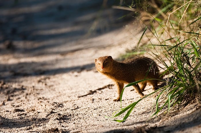 Deception Valley Lodge - Mongoose