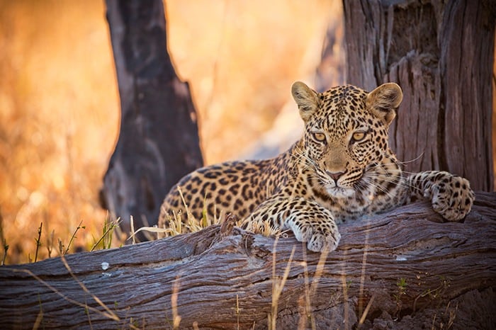 Khwai River Lodge - Leopard on tree
