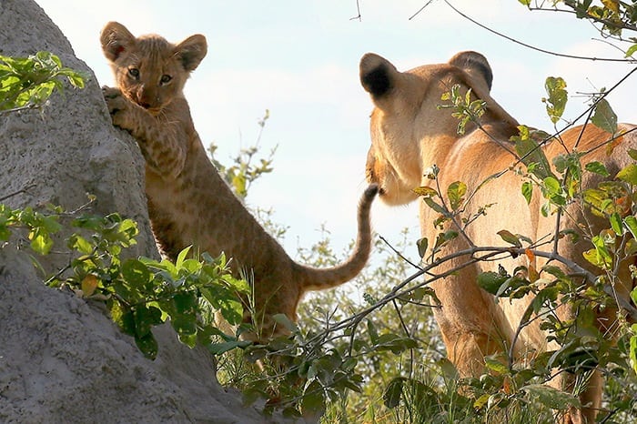 Lagoon Camp - Lion cub climbing