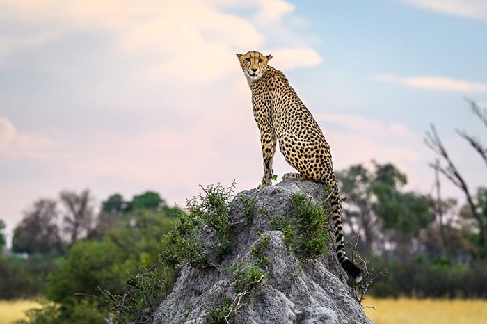 Vumbura Plains - Cheetah
