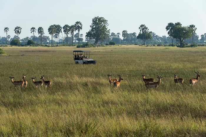 Xigera Camp - Game drive