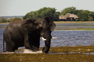 An elephant walking through shallow water with tusks visible in a natural setting.