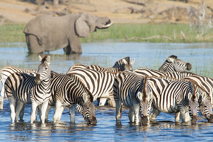 Zebra Migration