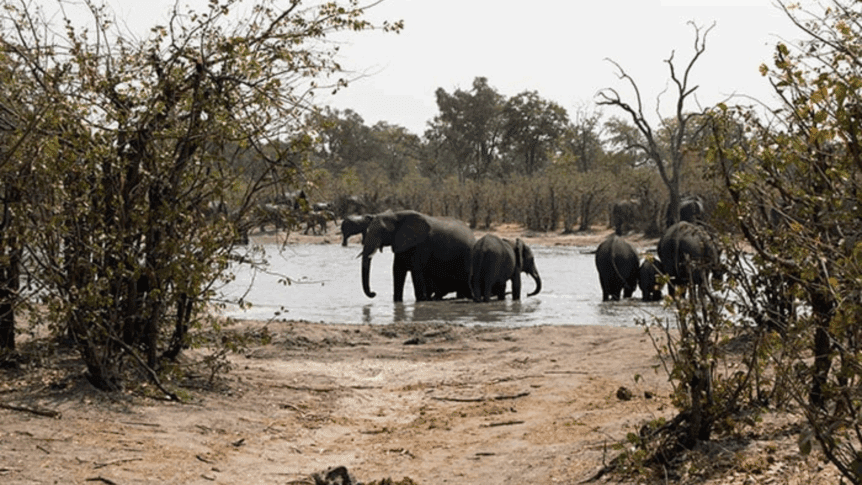 Elephants enjoying the water at the Chobe Mopane Woodlands