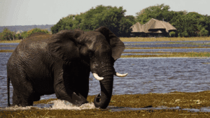An elephant crossing the water outside Chobe Savanna Lodge, Botswana