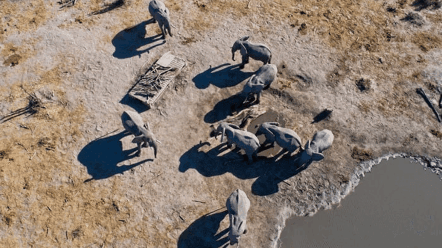 Elephant gather around the hide at Natural Selection's Hyena Pan in the Khwai Game Reserve