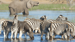 Incredible Zebra Migration