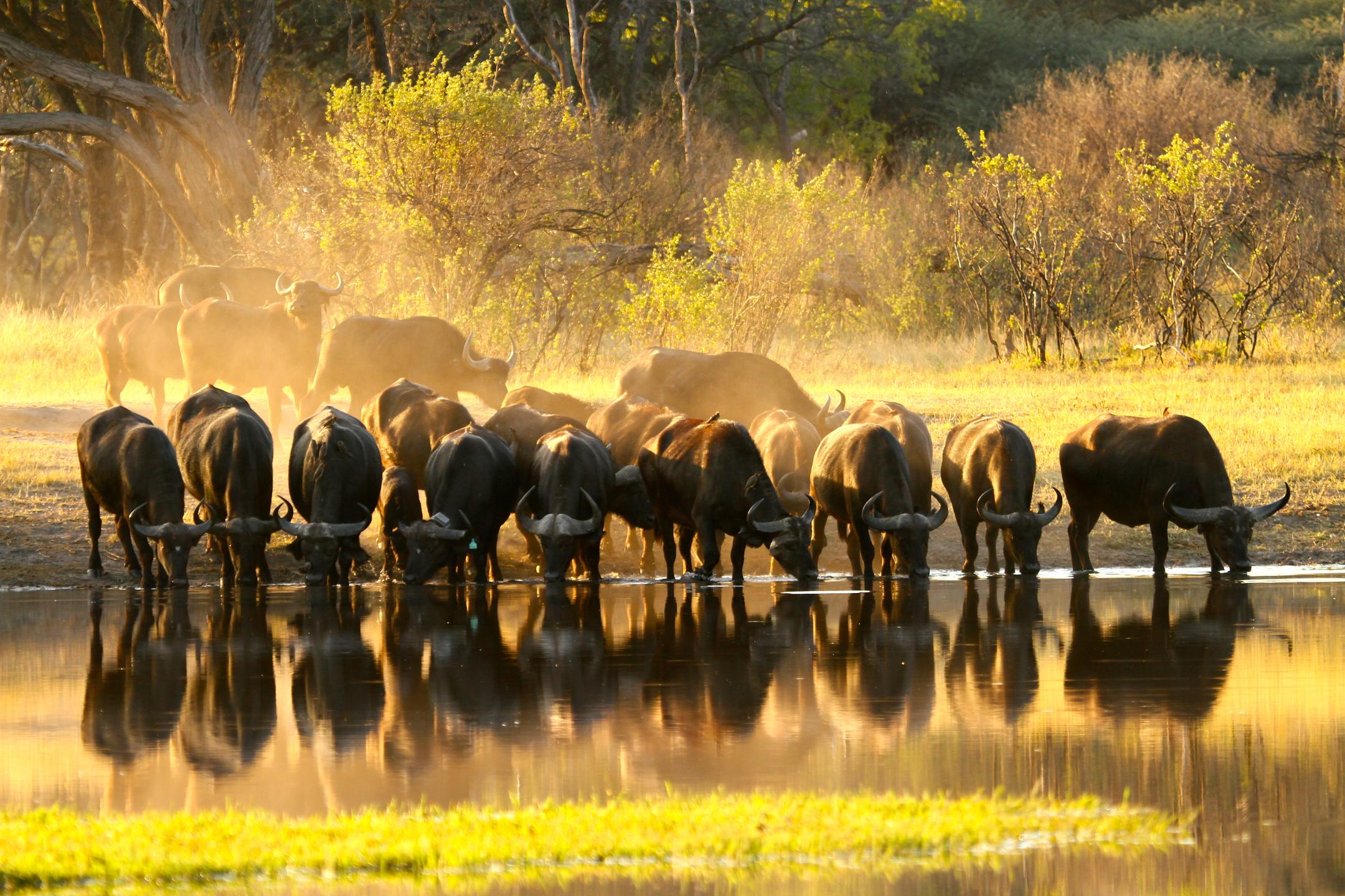 Mana Pools