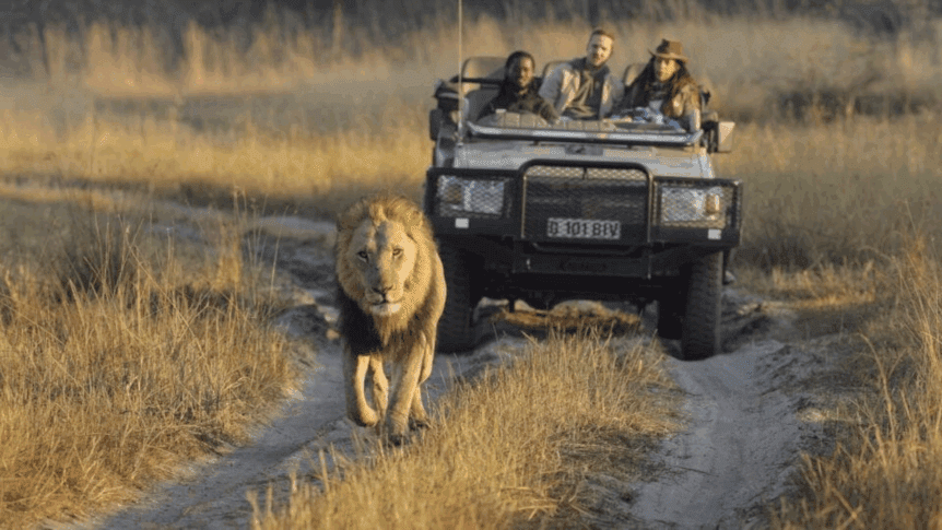 Male lion walking proudly ahead of a game drive vehicle