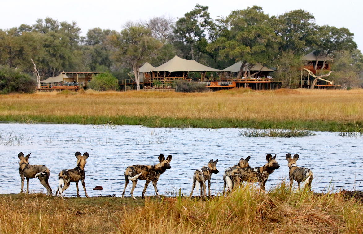 The wild dogs are incredibly special to see here at Tuludi Camp. Book through Think Africa Travel.