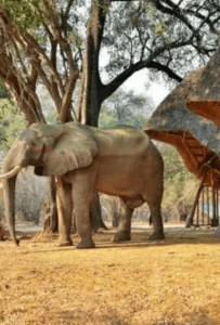 An elephant dropping by at Mana Pools is a regular event and yet each time it's magical. Book with Think Africa Travel
