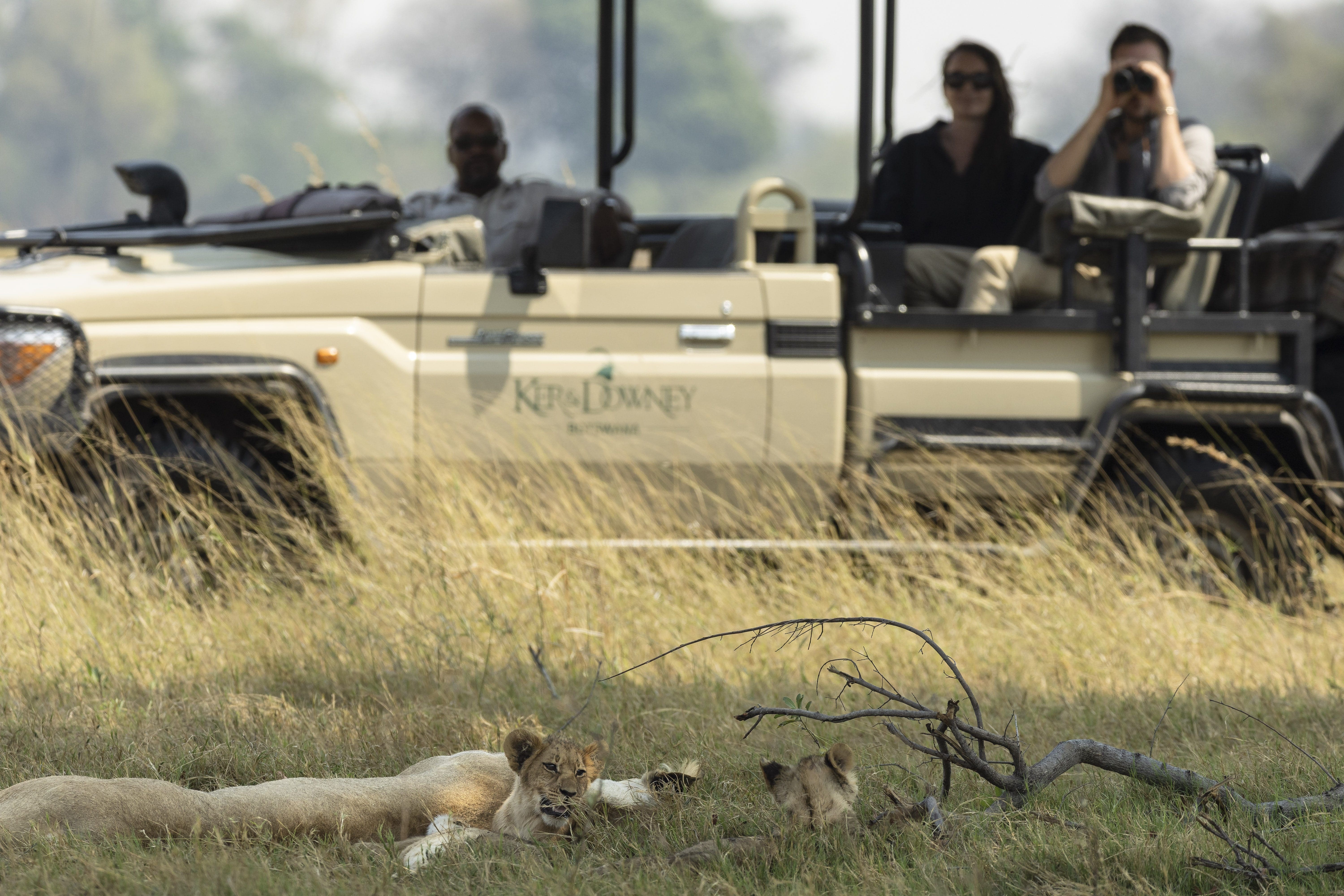 Lion cubs playful right next to a game drive vehicle from Shinde Footsteps