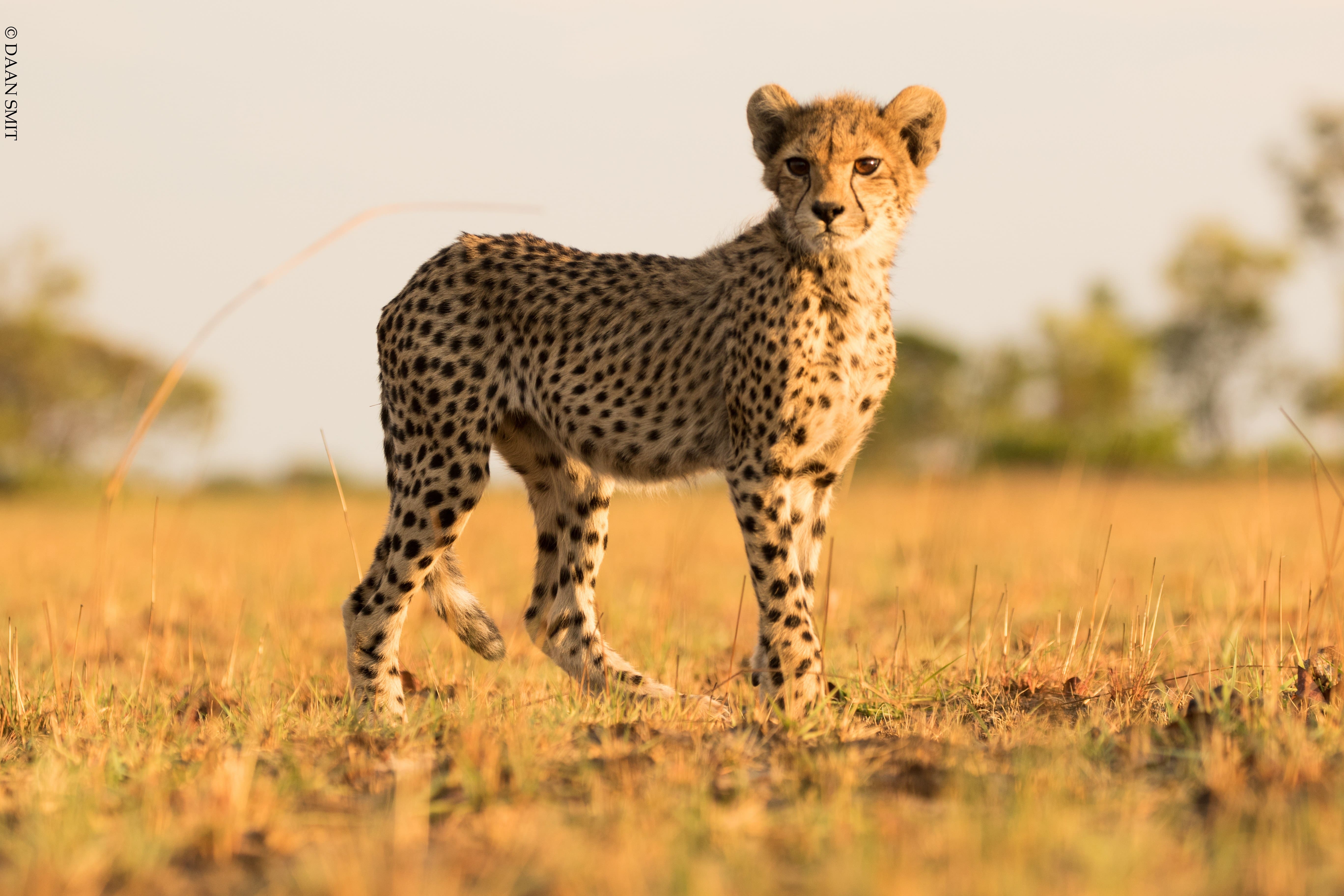 A beautiful shot of a juvenile cheetah looking at us with amazing sunlight Liuwa National Park, Zambia © Daan Smit. King Lewanika Lodge, Zambia