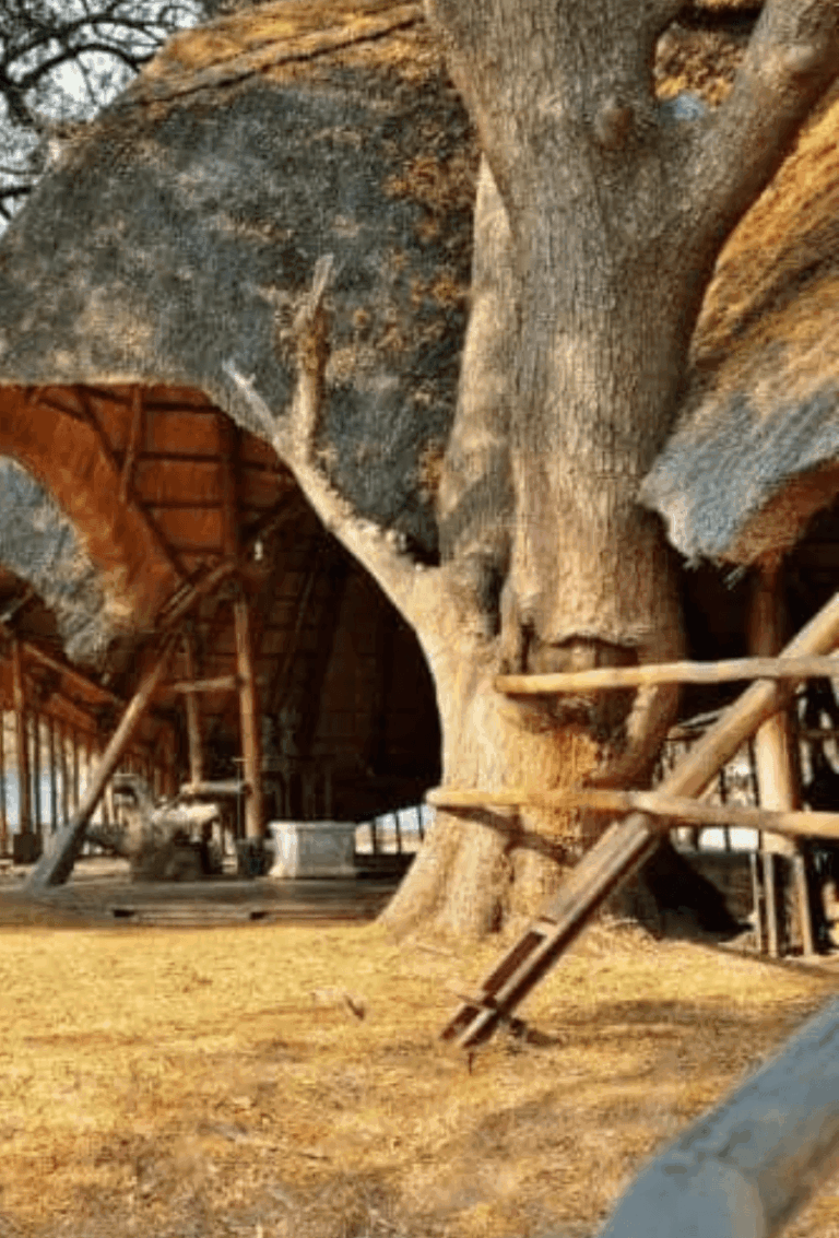 8-Nights-Mana-Pools-safari-offer-800-1