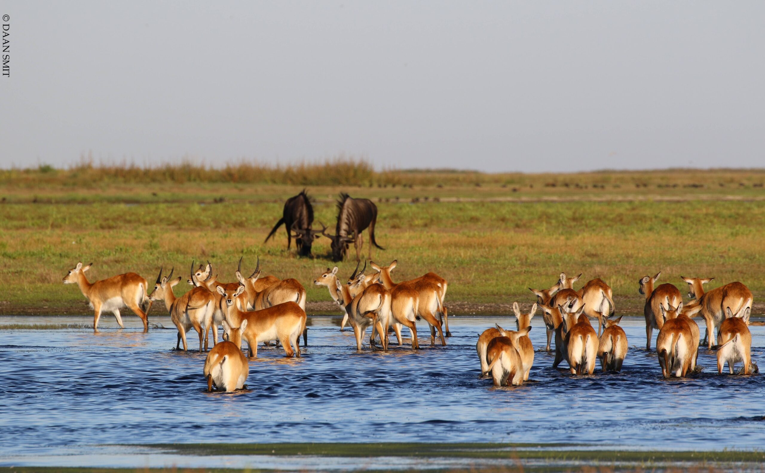 Biodiversity-Conservation-in-Liuwa-National-Park-Zambia-©-Daan-Smit-10-scaled