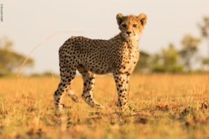 Liuwa Plains National Park ©-Daan-Smit