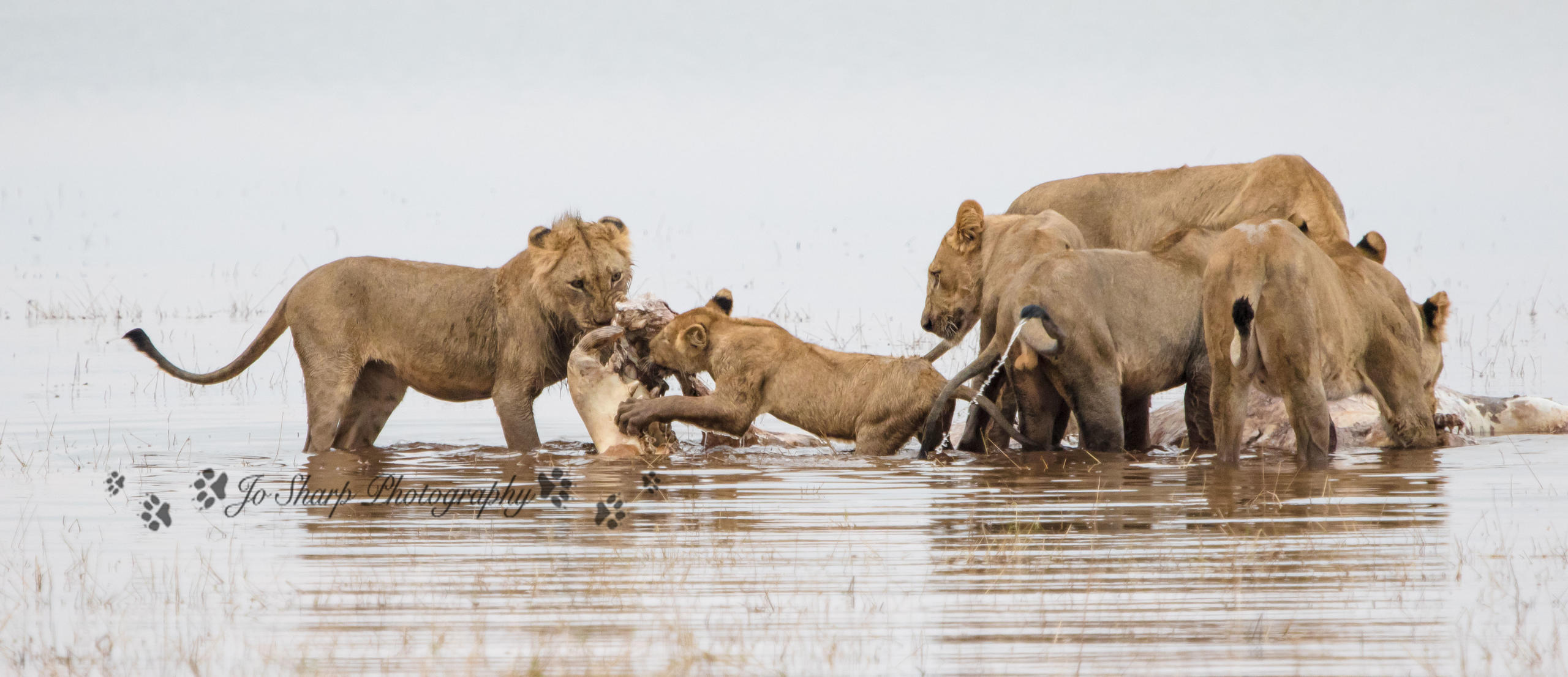 Changa-lions-in-the-water-1