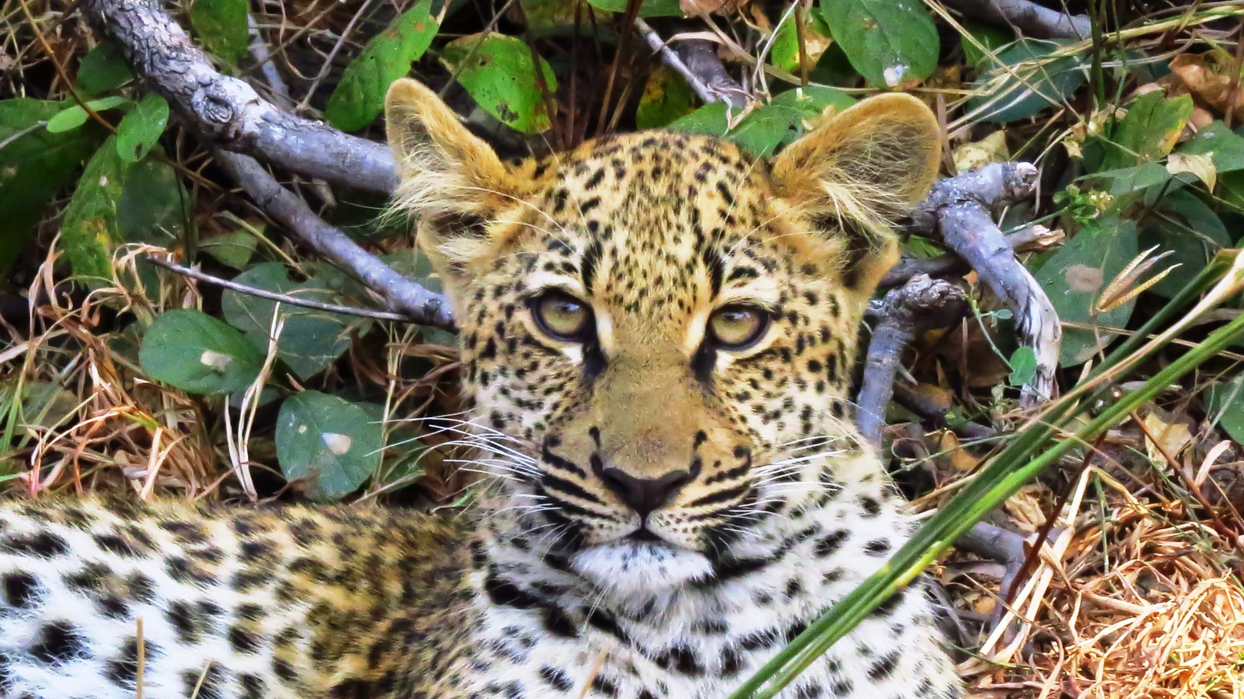 Chikunto-leopard-cub