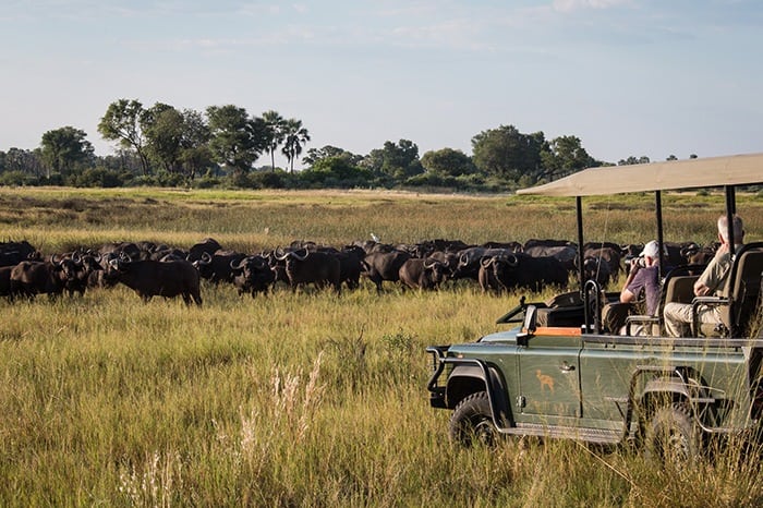 Chitabe_Camp-Buffalo_seen_on_game_drive