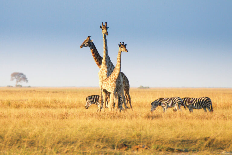 Long safari Botswana experience