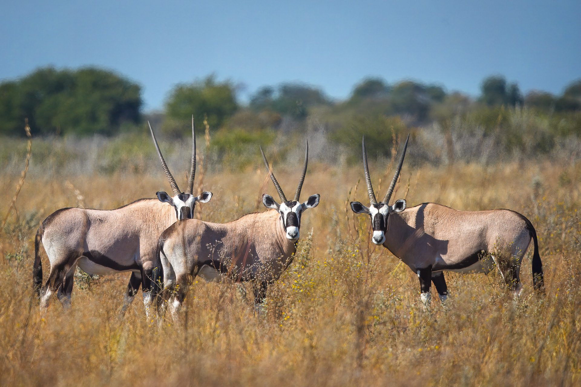 Dinaka_Wildlife_Oryx_Gemsbok_landscape