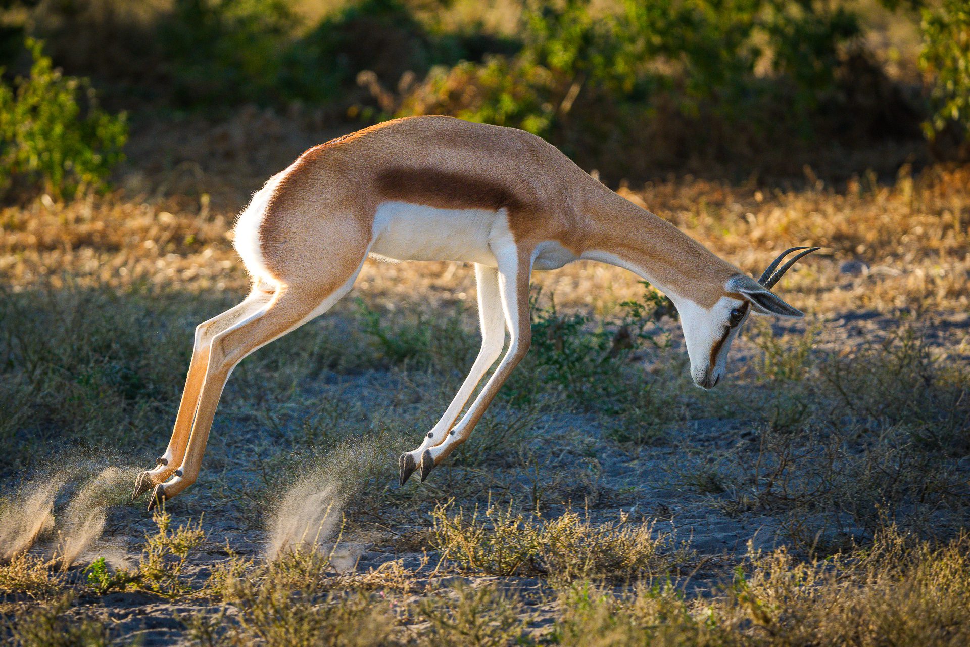 Dinaka_wildlife_Springbok_pronk