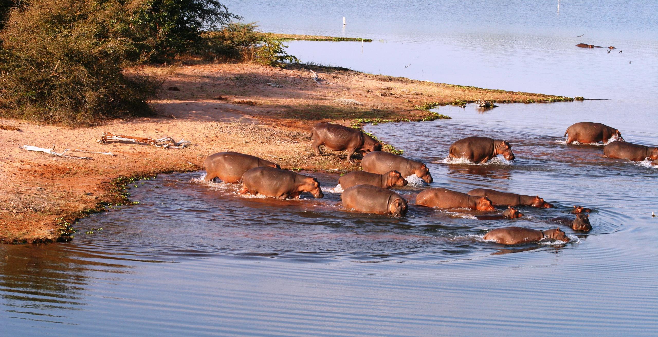 Hippos-of-Lake-Kariba
