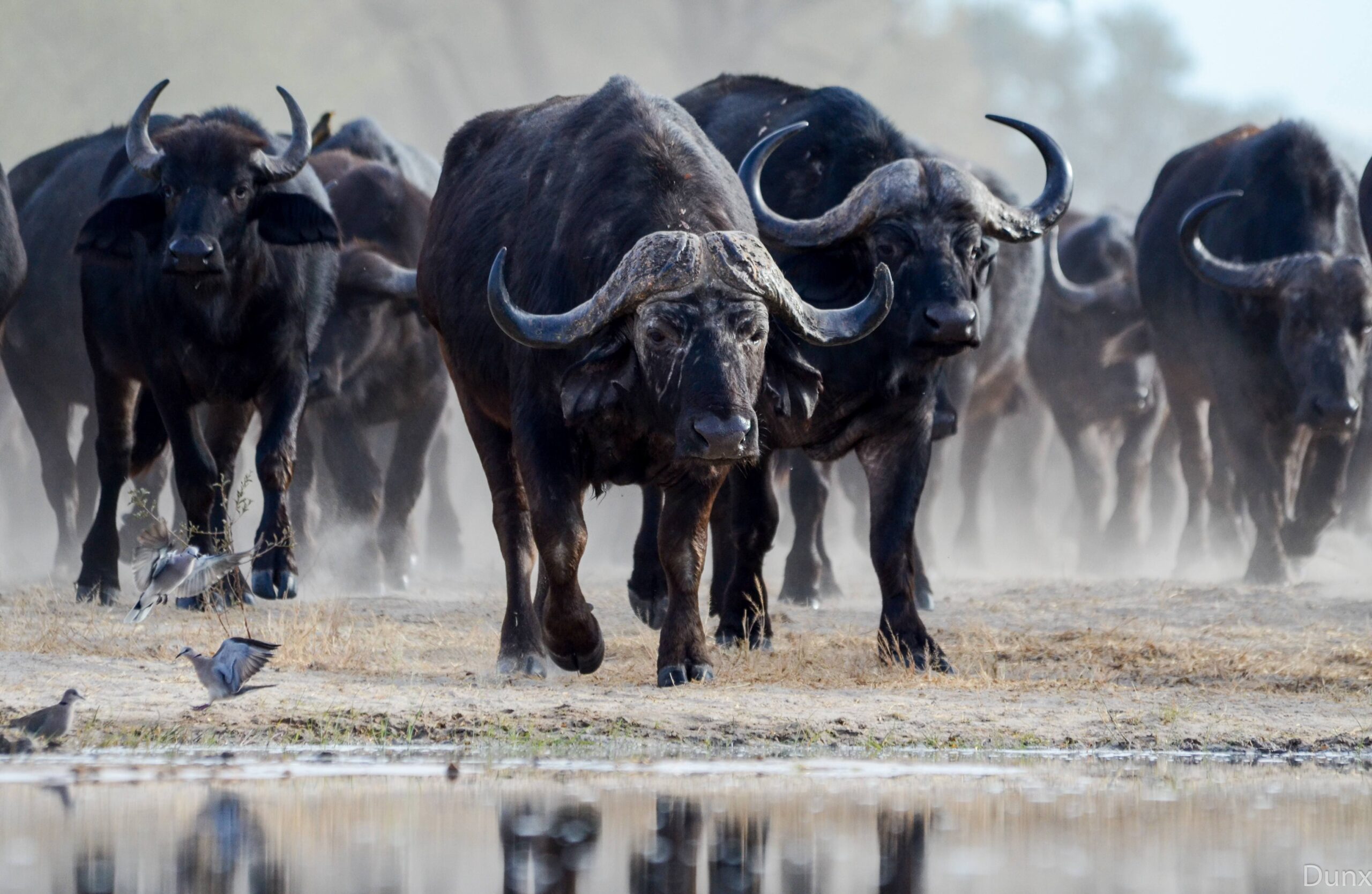 Imvelo-Safari-Lodges-Bomani-Buffalo-herd-drinking-at-Bomani-Camp-photo-credit-Duncan-Watson-1-of-1-3-scaled