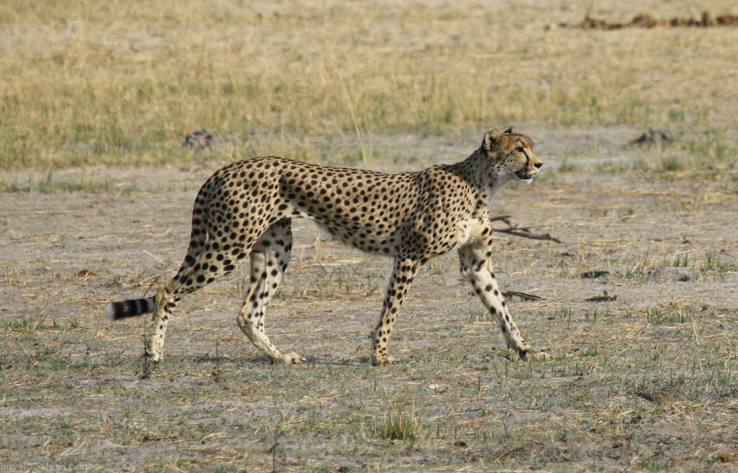 Imvelo-Safari-Lodges-Bomani-Young-female-Cheetah-we_re-calling-Ria-1-of-1-scaled