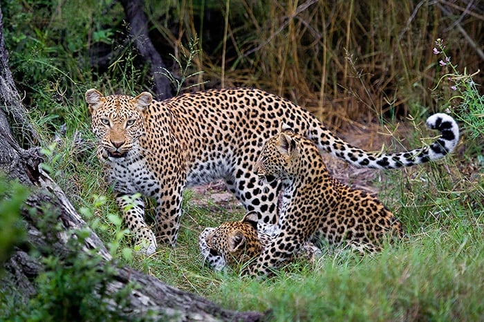 Jacana_Camp-Leopard_with_cubs