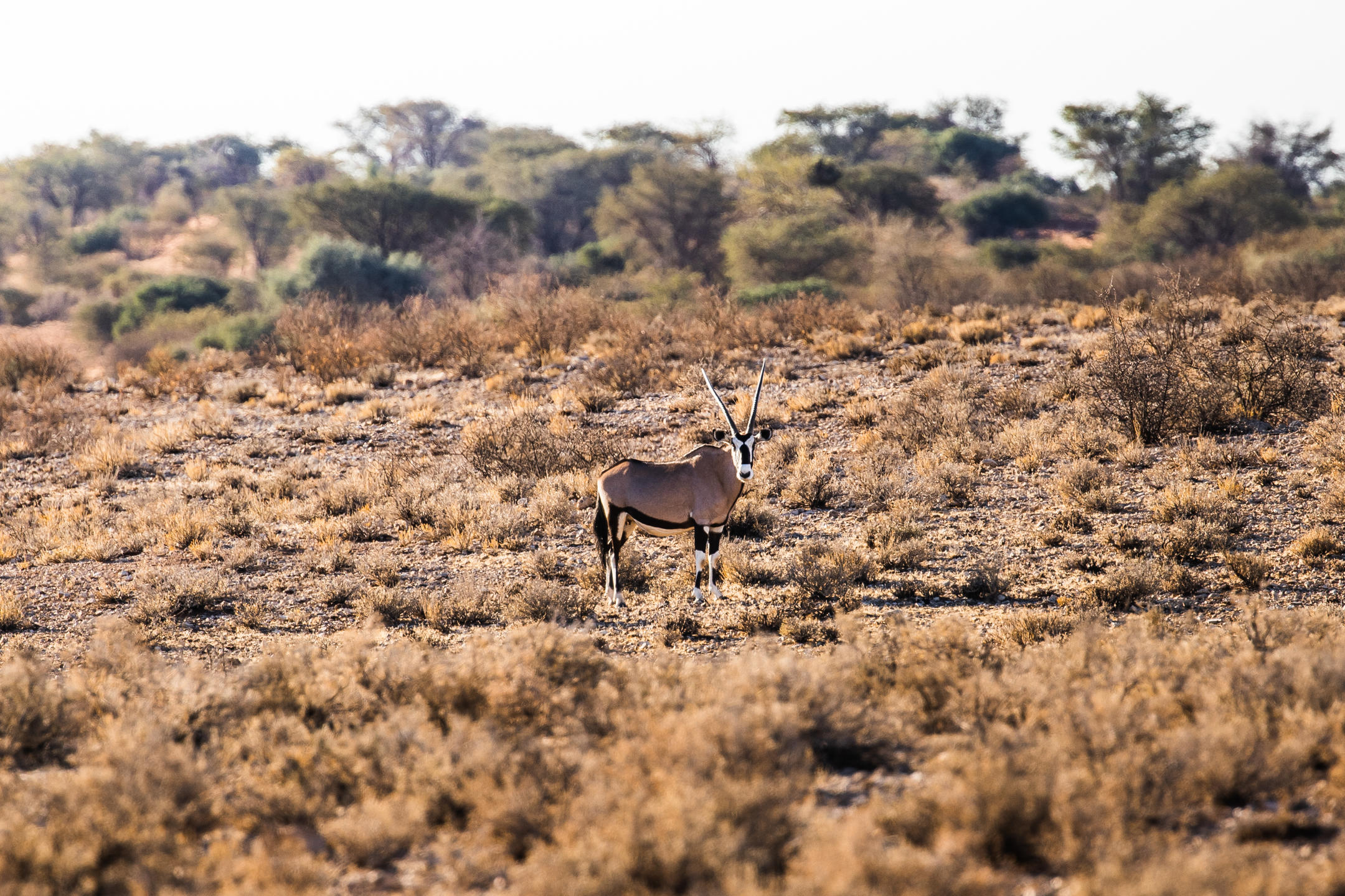 Kalahari-Anib-Lodge_3