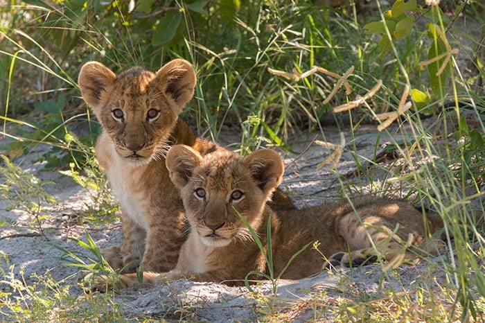 Lebala_Camp-Lion_cubs