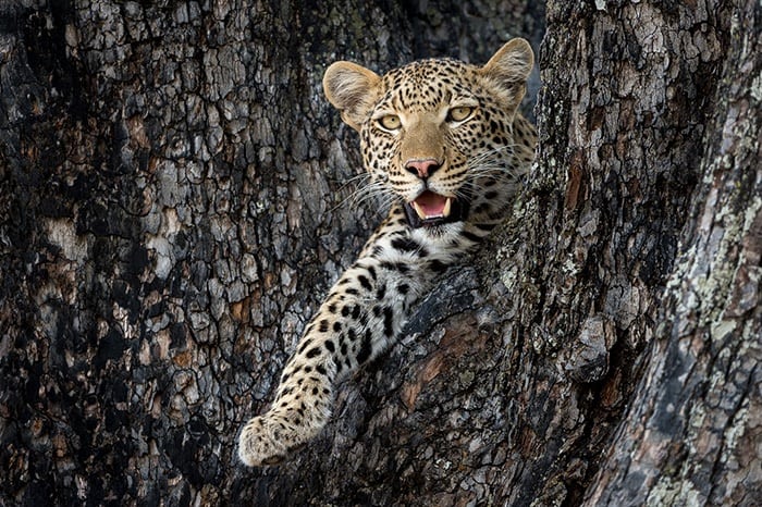 Little_Vumbura-Leopard_in_tree