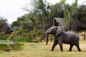 Savute Elephant Camp Botswana | Luxury Chobe Safari Lodge