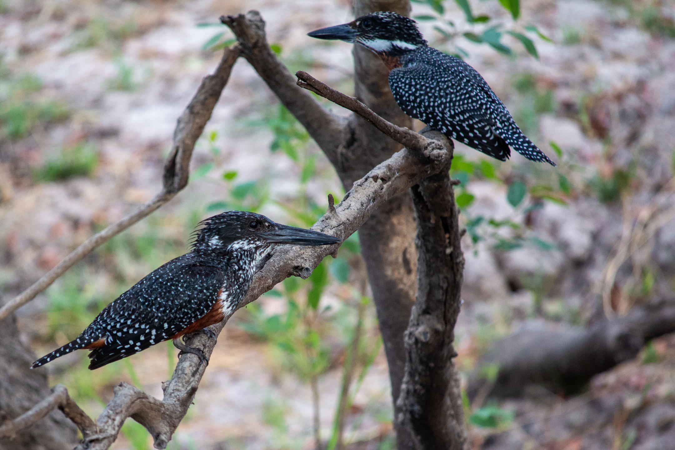 Thorntree-River-Lodge