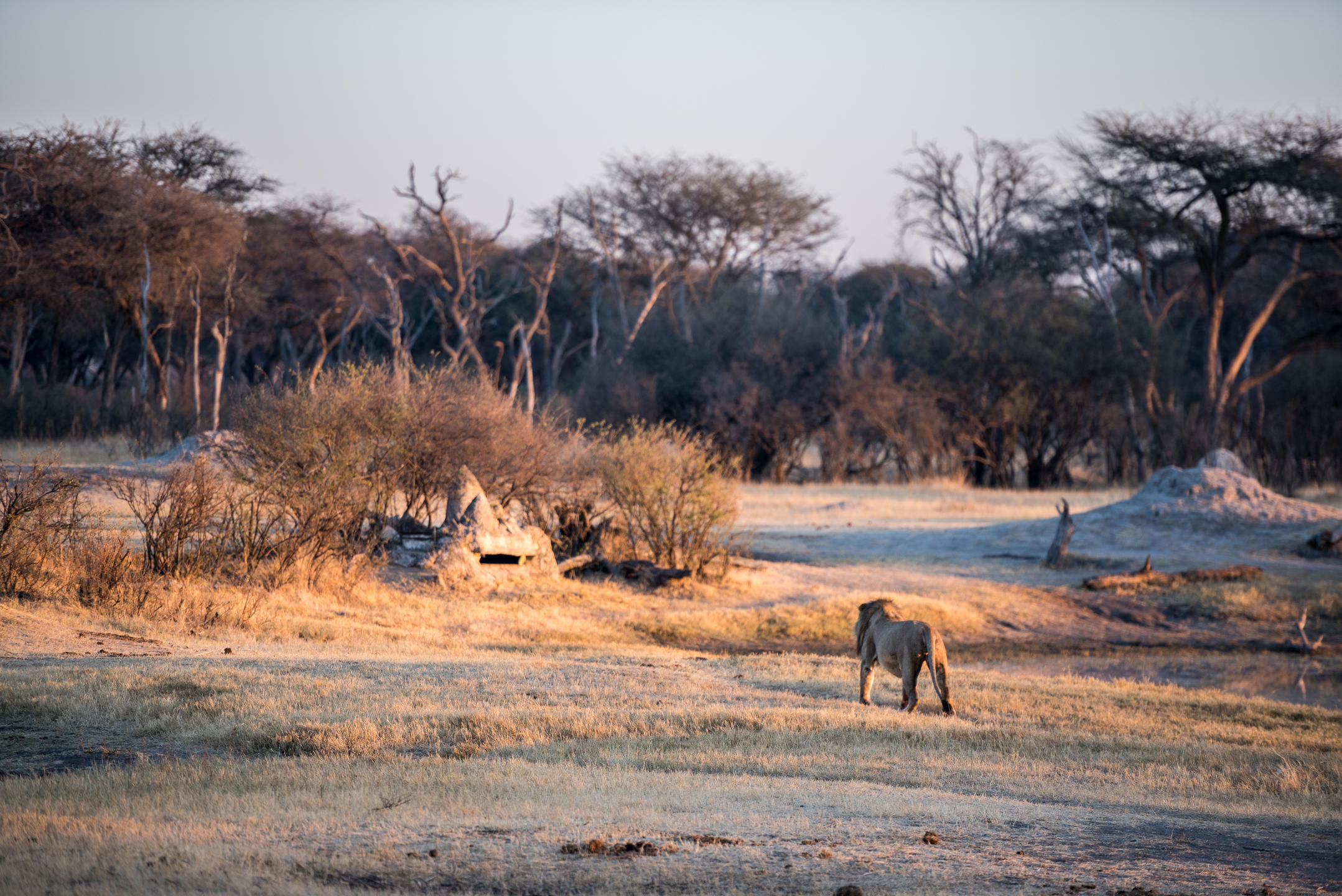 Underground-Hide-with-Lion-1-1
