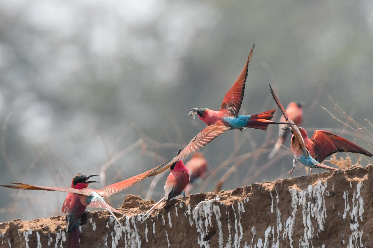 Wildlife-carmine-bee-eater-colony